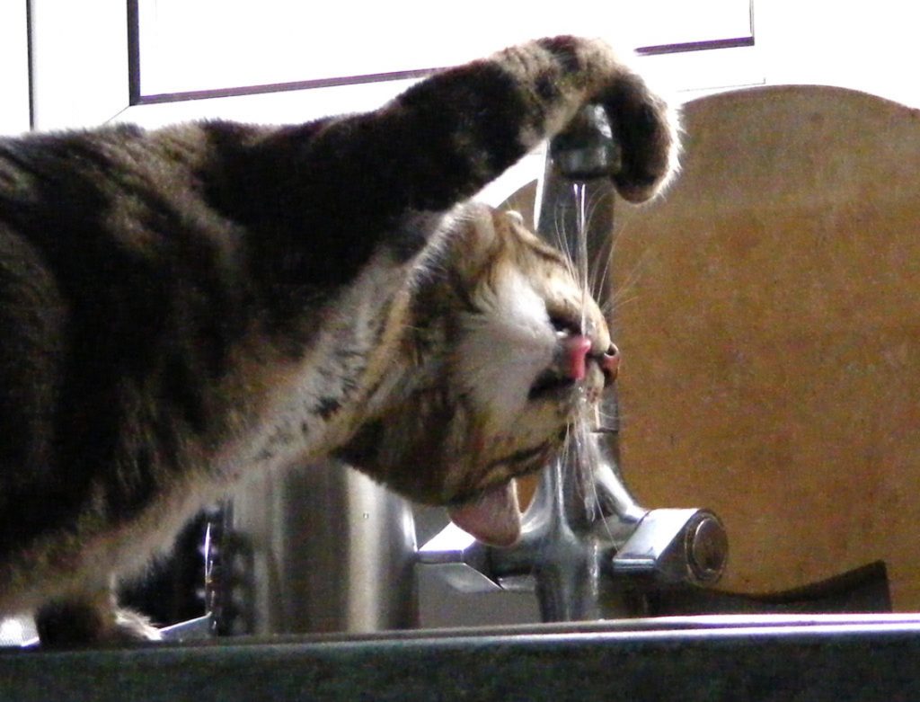 9 Easy Ways to Get Your Cat to Drink More Water