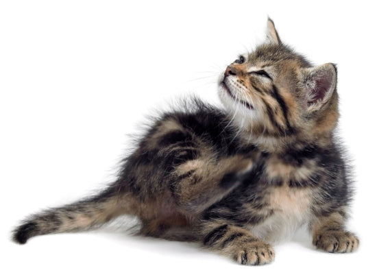 3 Common Health Issues in Cats