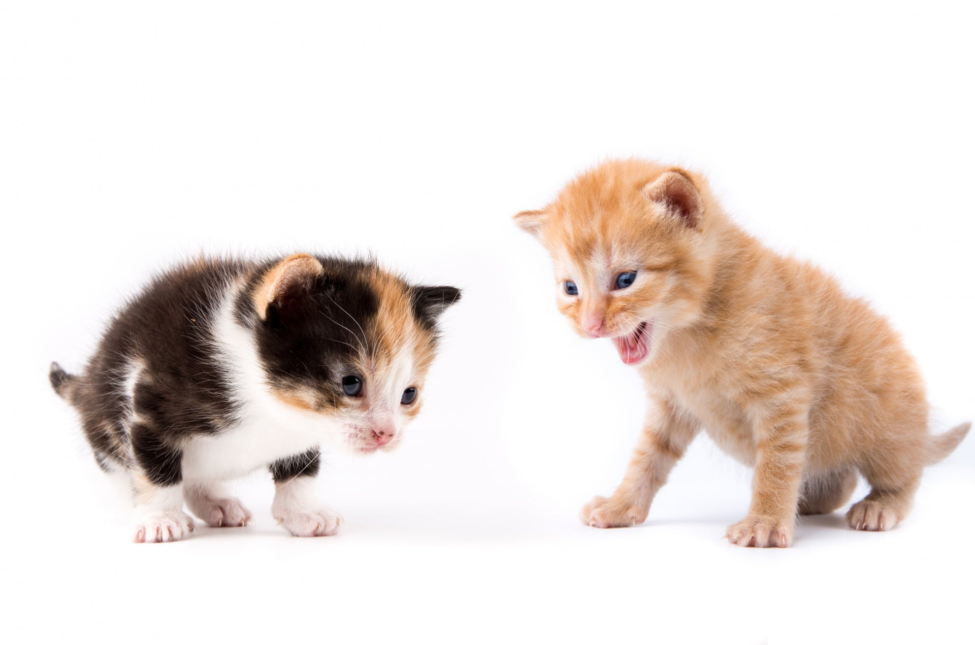 Effective Tips to Control Bad Breath in Cats