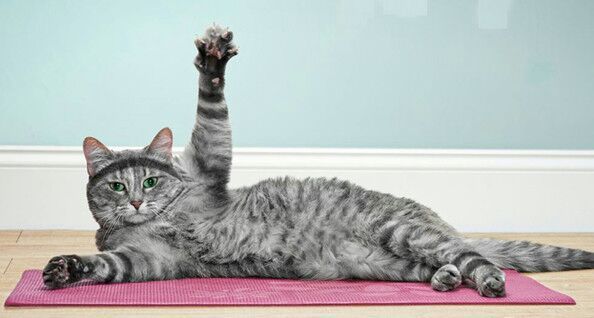 4 Ways to Give Your Cat Exercise Indoors
