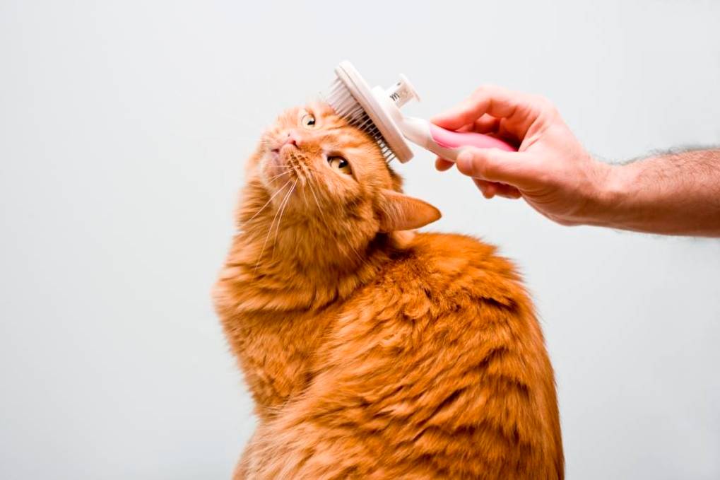 Cat Grooming: When should you groom your Cat and why?
