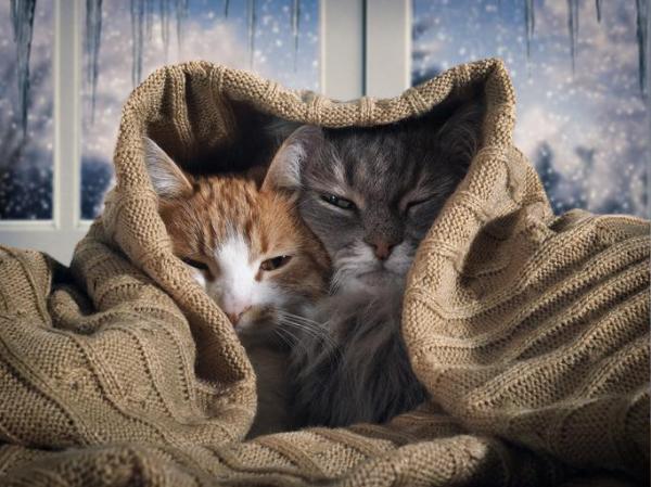 Cat Care: Tips for Keeping Your Kitties Healthy During Winter