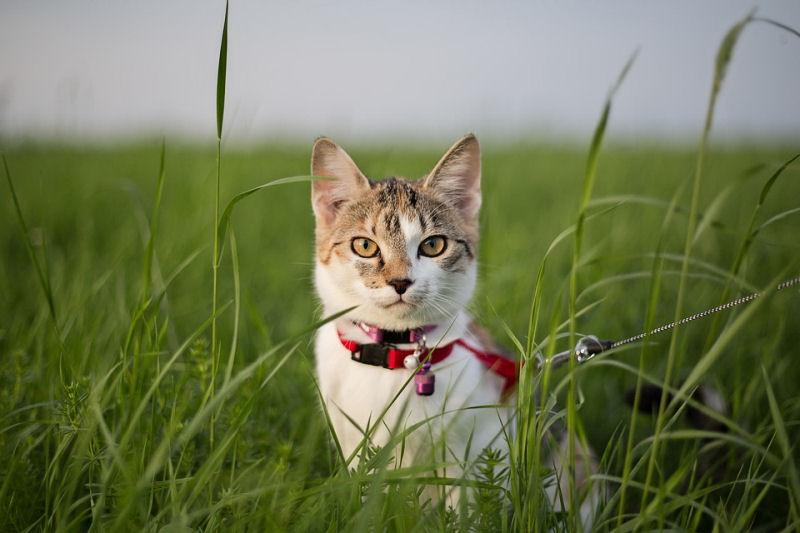 How Often to Scoop or Change the Litter Box?