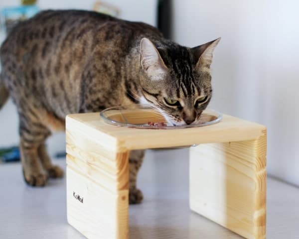6 Tips for Choosing the Right Cat Food Bowls