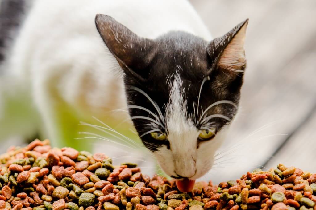 Cat Food Nutrition - The Benefits of Raw Cat Food