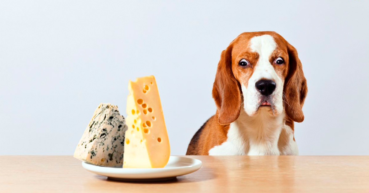 10 fødevarer IKKE må give din hund - Hundeblog