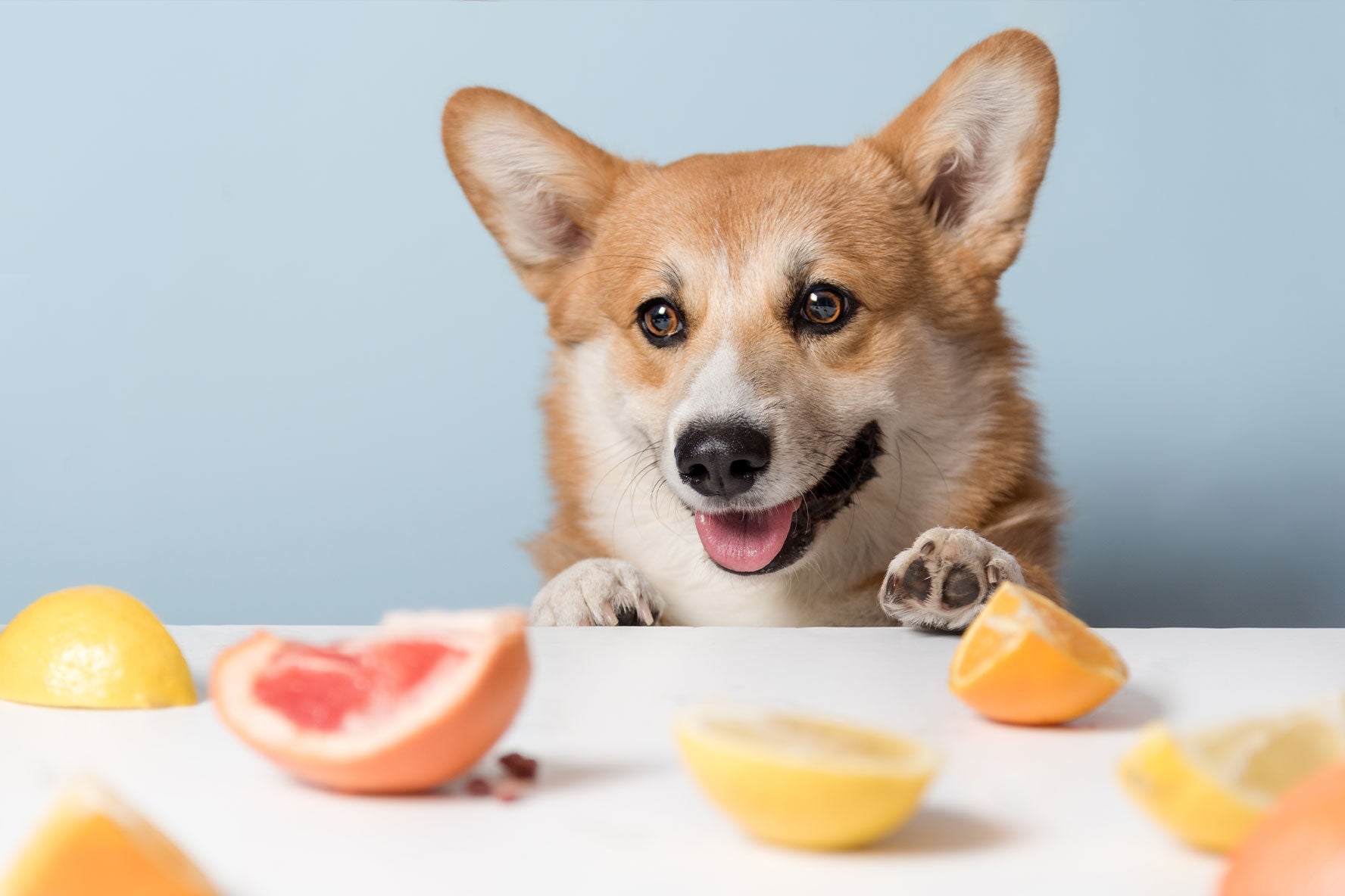 robot Desperat kompliceret Frugt og hunde: Må hunde få vandmelon, ælber, banan og vindruer? – Luxvuf.dk