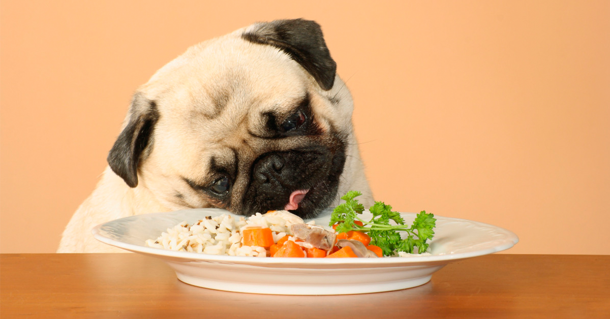 Opaque opladning Hvad er der galt 10 fødevare du ALTID kan dele med din hund – Luxvuf.dk