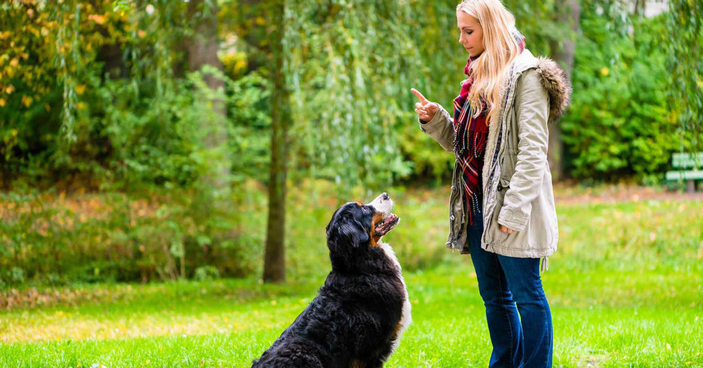 7 tricks: Sådan lydighedstræner du din hund – Luxvuf.dk