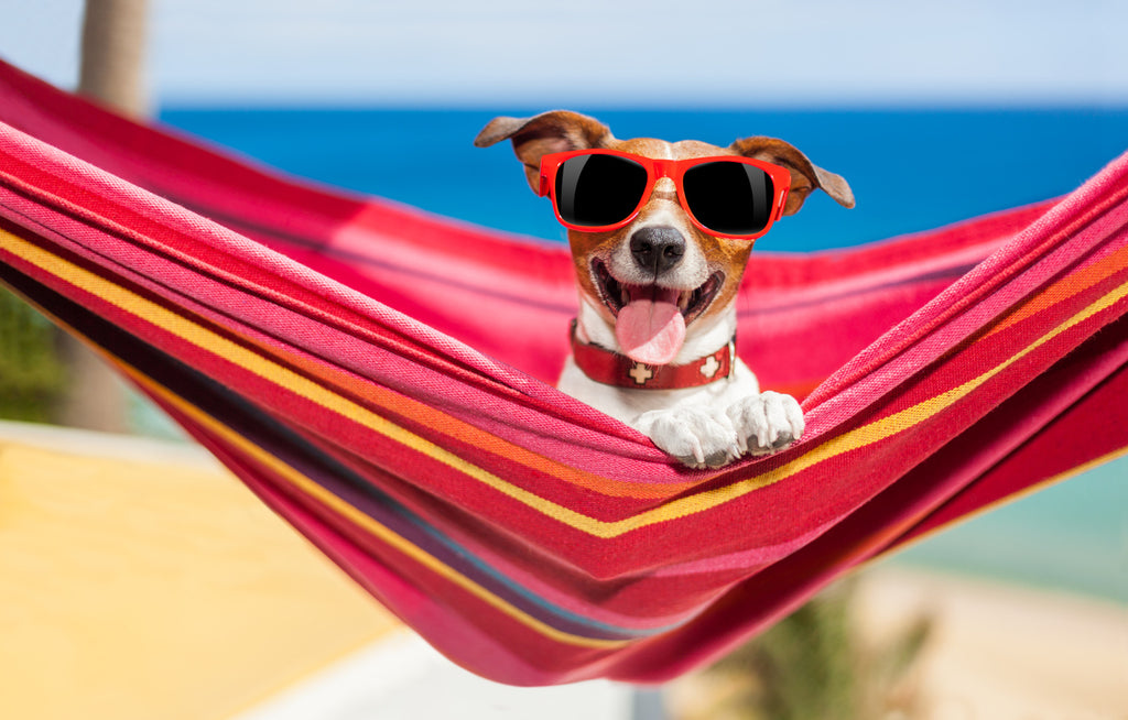 6 gode råd til din hund til sommer –
