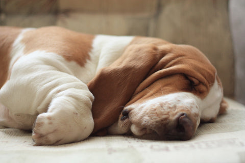 Basset Hound sover