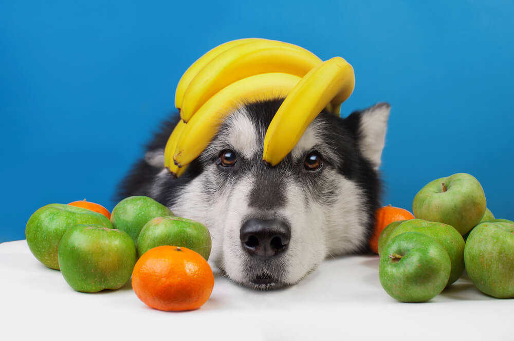 robot Desperat kompliceret Frugt og hunde: Må hunde få vandmelon, ælber, banan og vindruer? – Luxvuf.dk