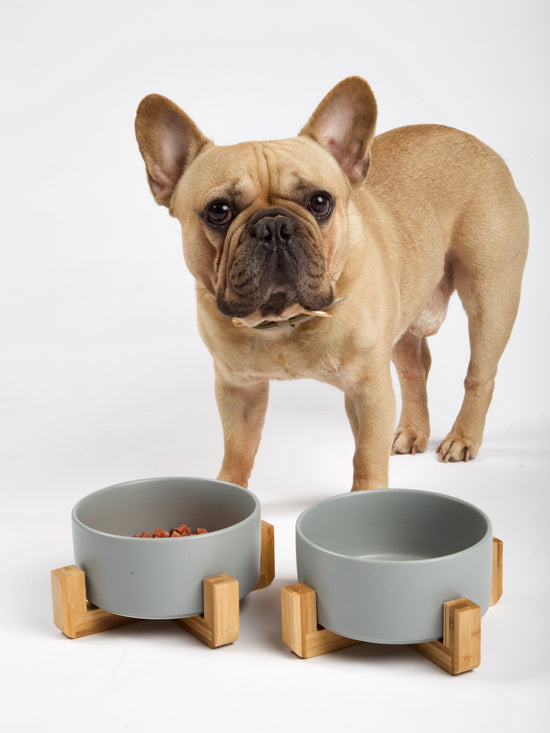 10 fødevarer IKKE må give din hund - Hundeblog