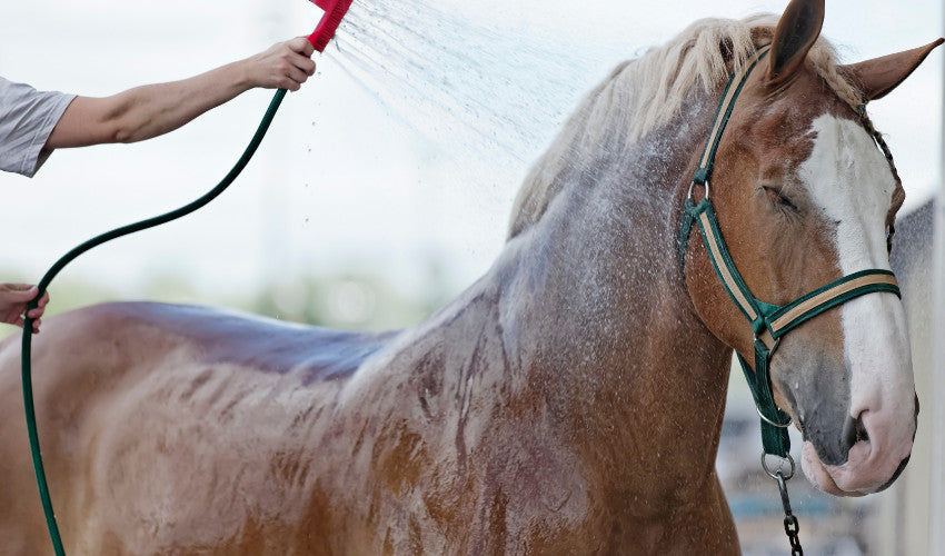 How Does Heat Stress Typically Impact Your Horse?