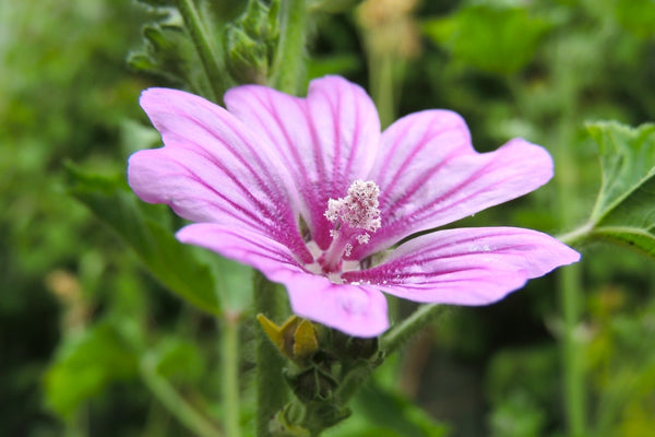 Flor de Malva