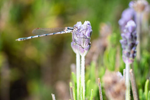 A dragonfly on a lavender bud