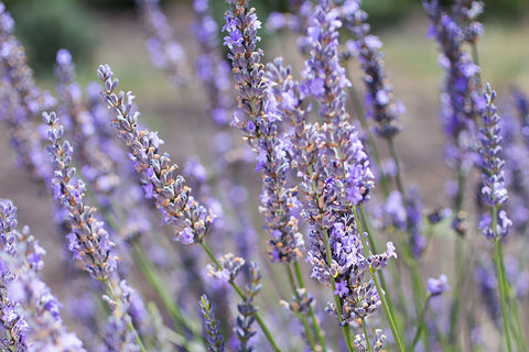 Flowering lavender