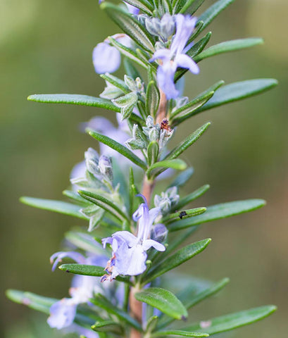 A rosemary sprig in flower