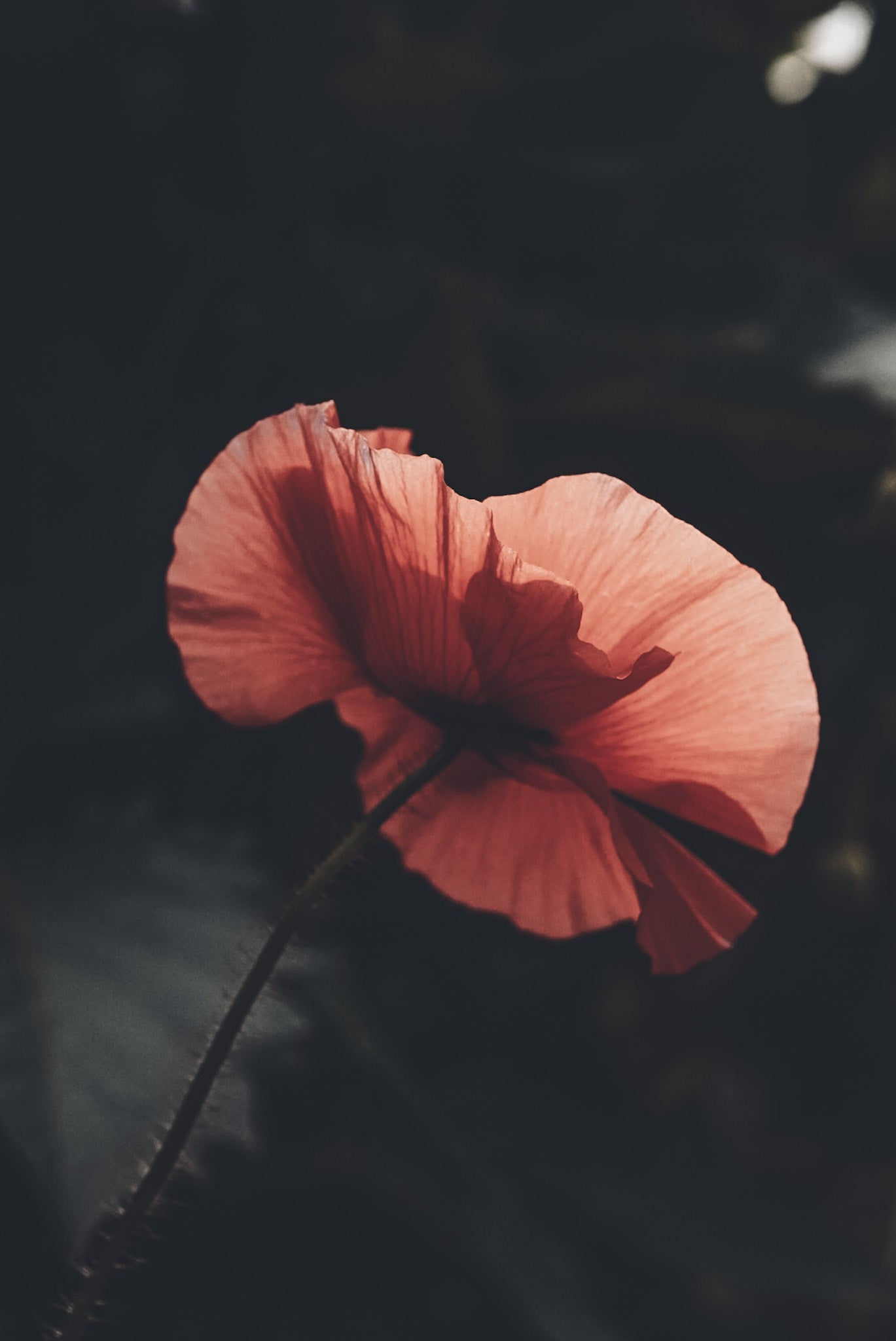 Moody photography by macro and nature photographer Ani Ahoi (@linsen.blicke)