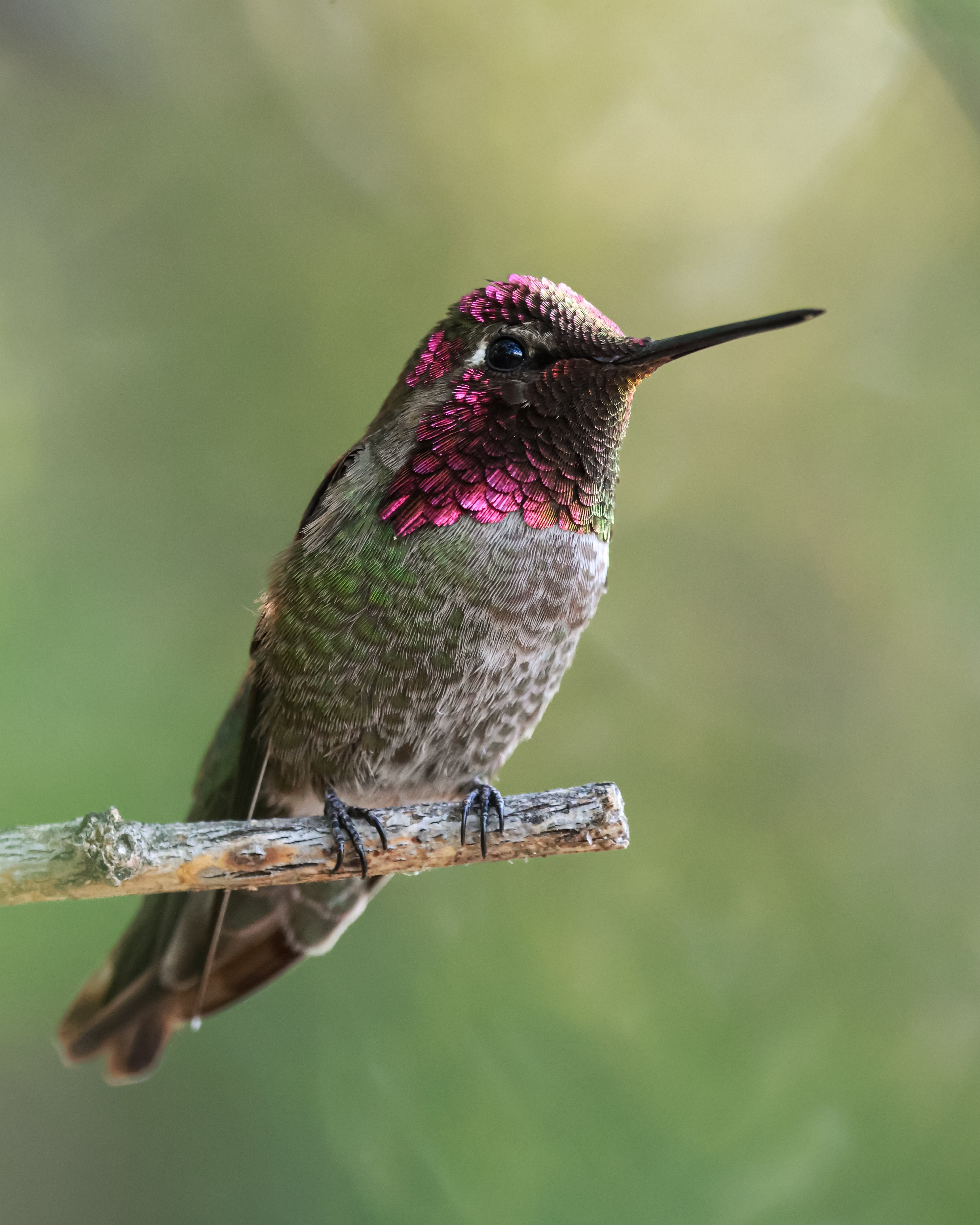 Sharp handheld bird photo captured in Arizona by BirdBrainMatt using natural light and edited in Lightroom Mobile
