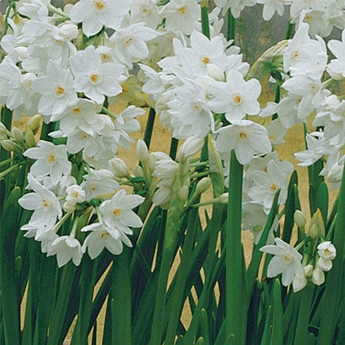 December Birth Flowers: Holly and Narcissus (Paperwhite)