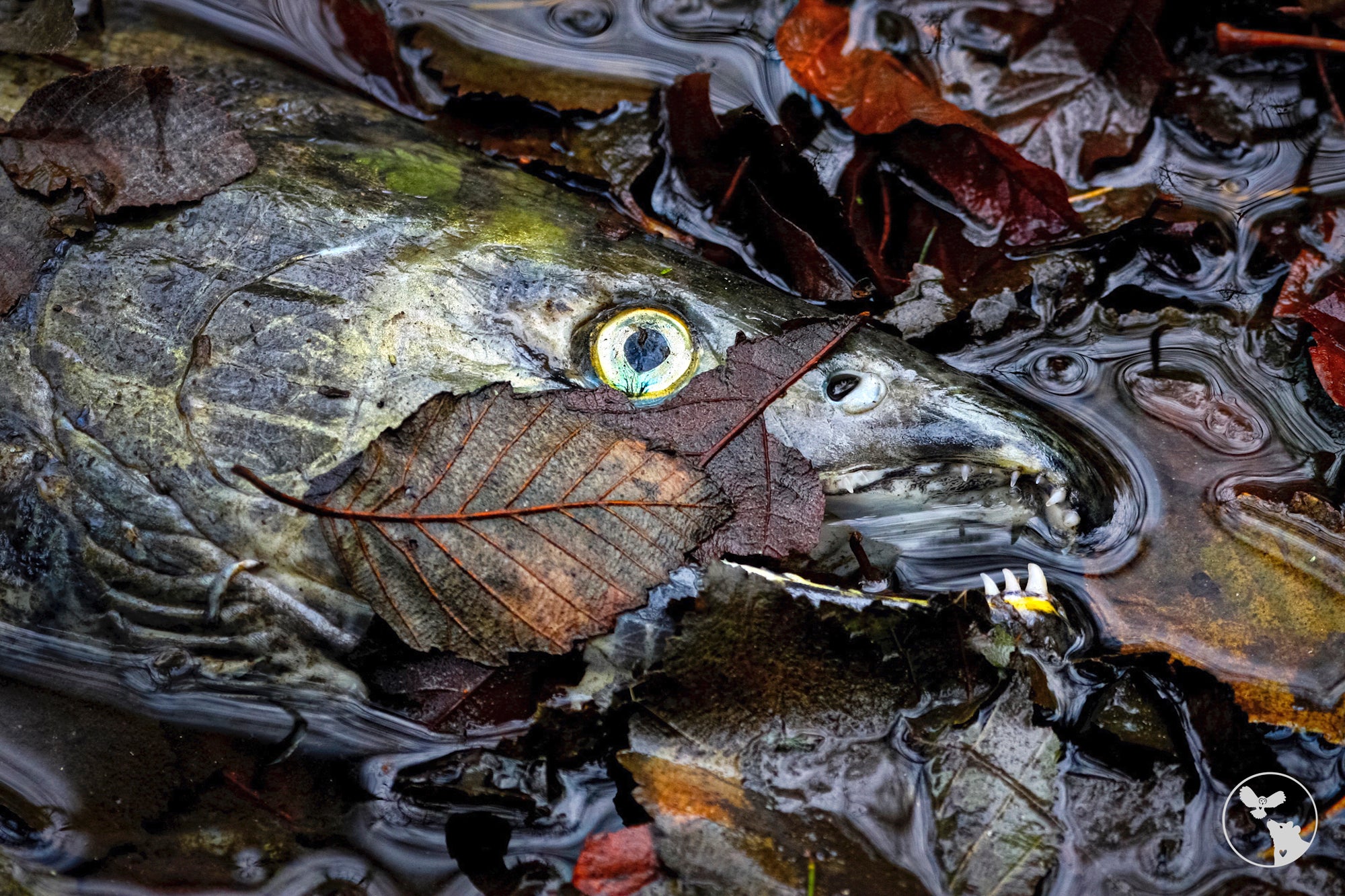 Salmon-Bear_Ecosystem_-_Alena_Ebeling-Schuld_1
