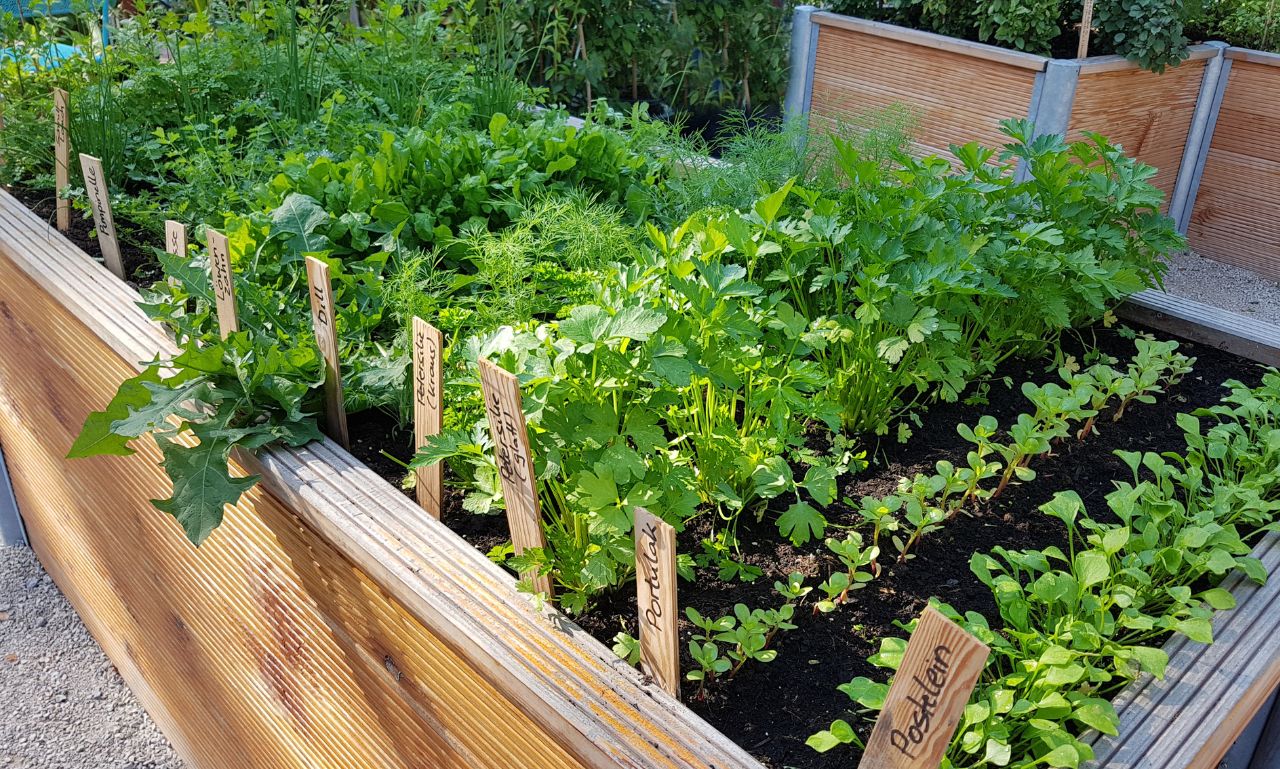 Hochbeet mit growgreens Samen