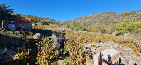 A view across Orly's Vineyard in Sierra de Gredos