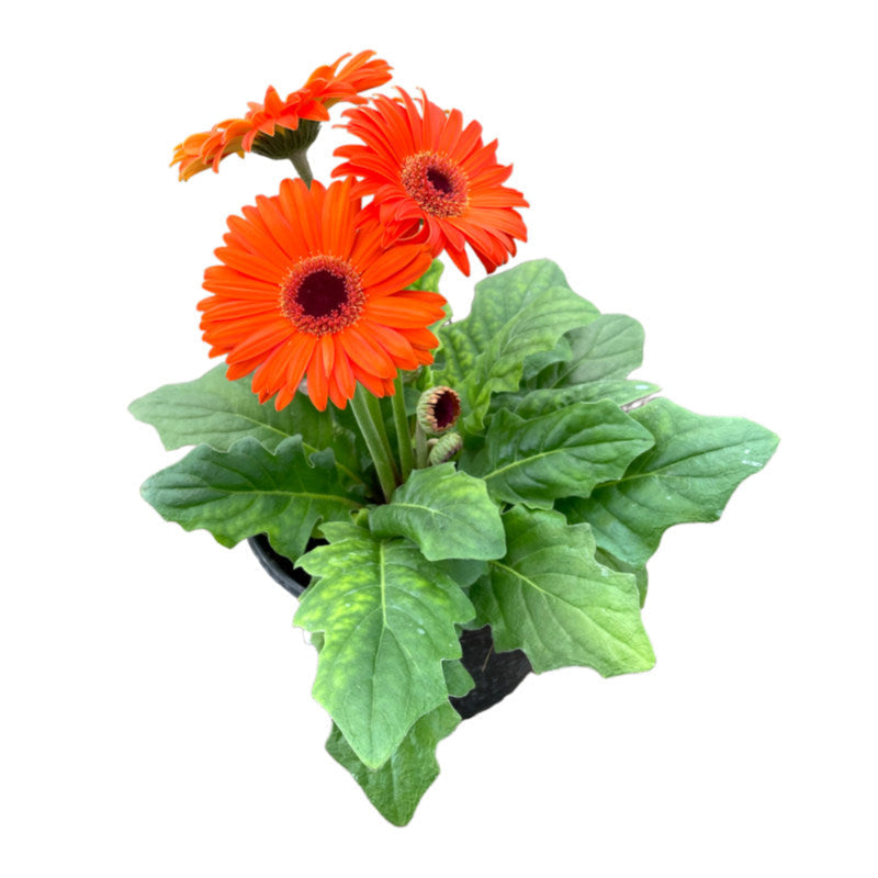 Gerbera | Margarita Africana 6” |