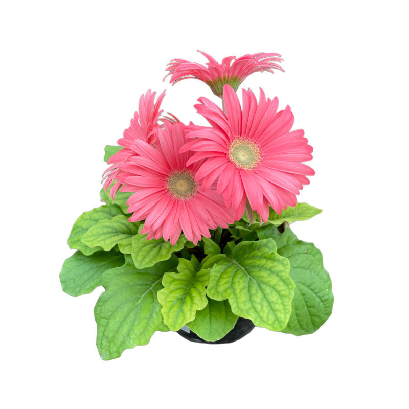 Gerbera | Margarita Africana 6” |