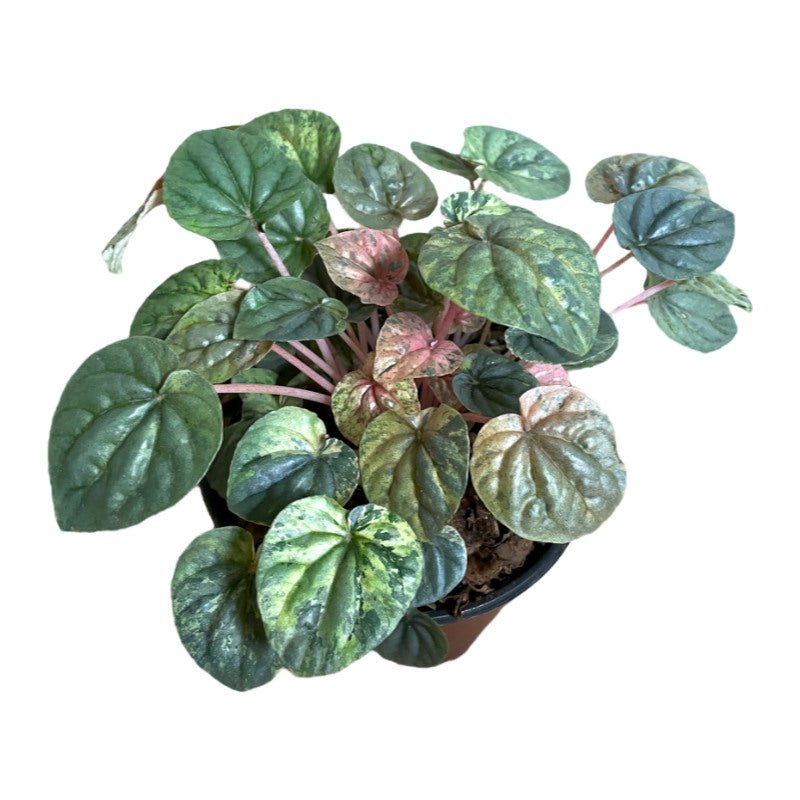 Peperomia Pink Lady | Peperomia Caperata - Plantado product image