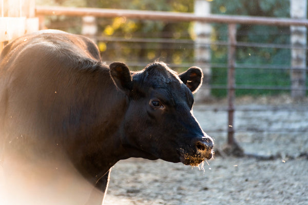 Wagyu Cattle raised on Fellers Ranch 