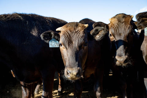 Fellers Ranch raises their Wagyu cattle locally in Conger, MN 