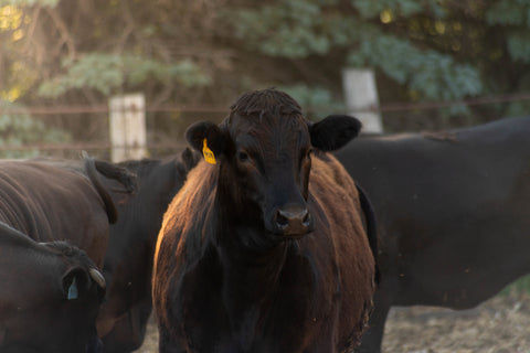 Fellers Ranch Wagyu Cattle are fed using locally grown corn and soy from Southern Minnesota