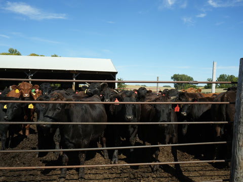 Fellers Ranch Wagyu are raised in Conger, Minnesota