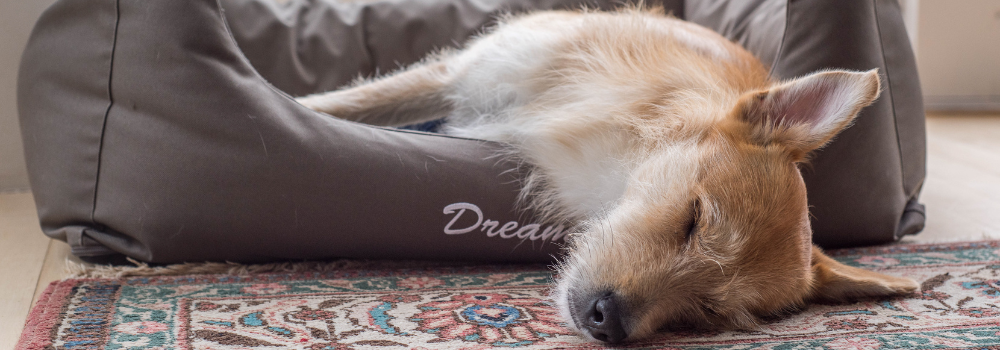 Dog relaxed in bed