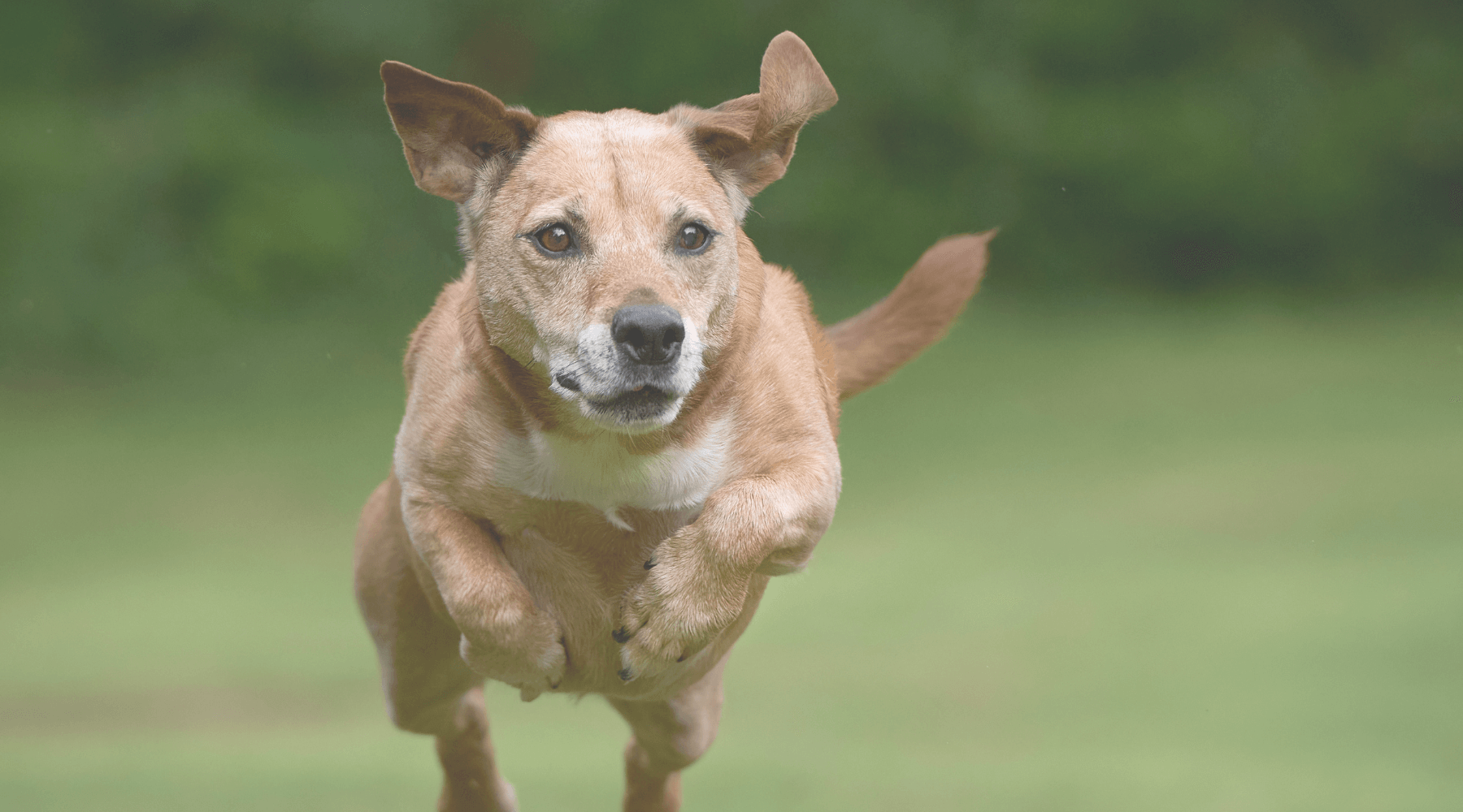 Älterer Hund springt über einen Zaun Der Blog von Barkery Dog