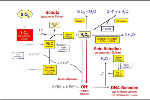 Antioxidative und prooxidative Effekte von Vitamin C in der Onkologie