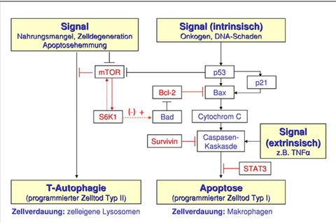 Faktoren, die den programmierten Zelltod bei Krebs beeinflussen