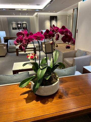 Premium Orchid Arrangement Corporate Flower Service