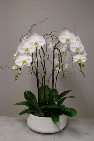 Premium Orchid Arrangement