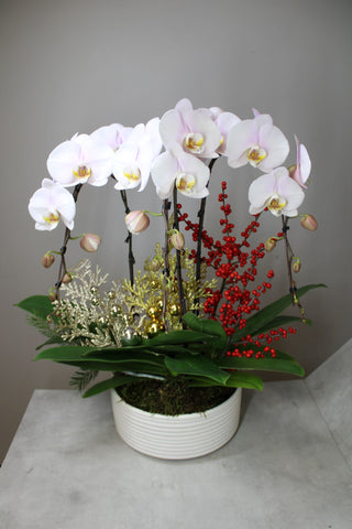 Orchid Planter Vancouver