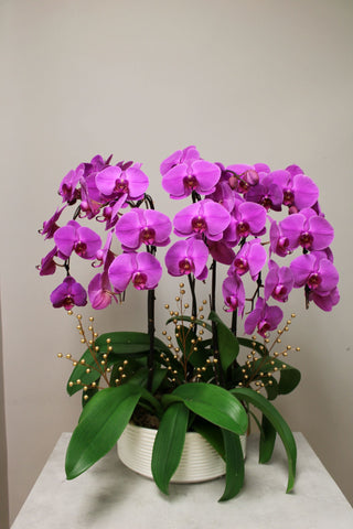Orchid Arrangements Vancouver