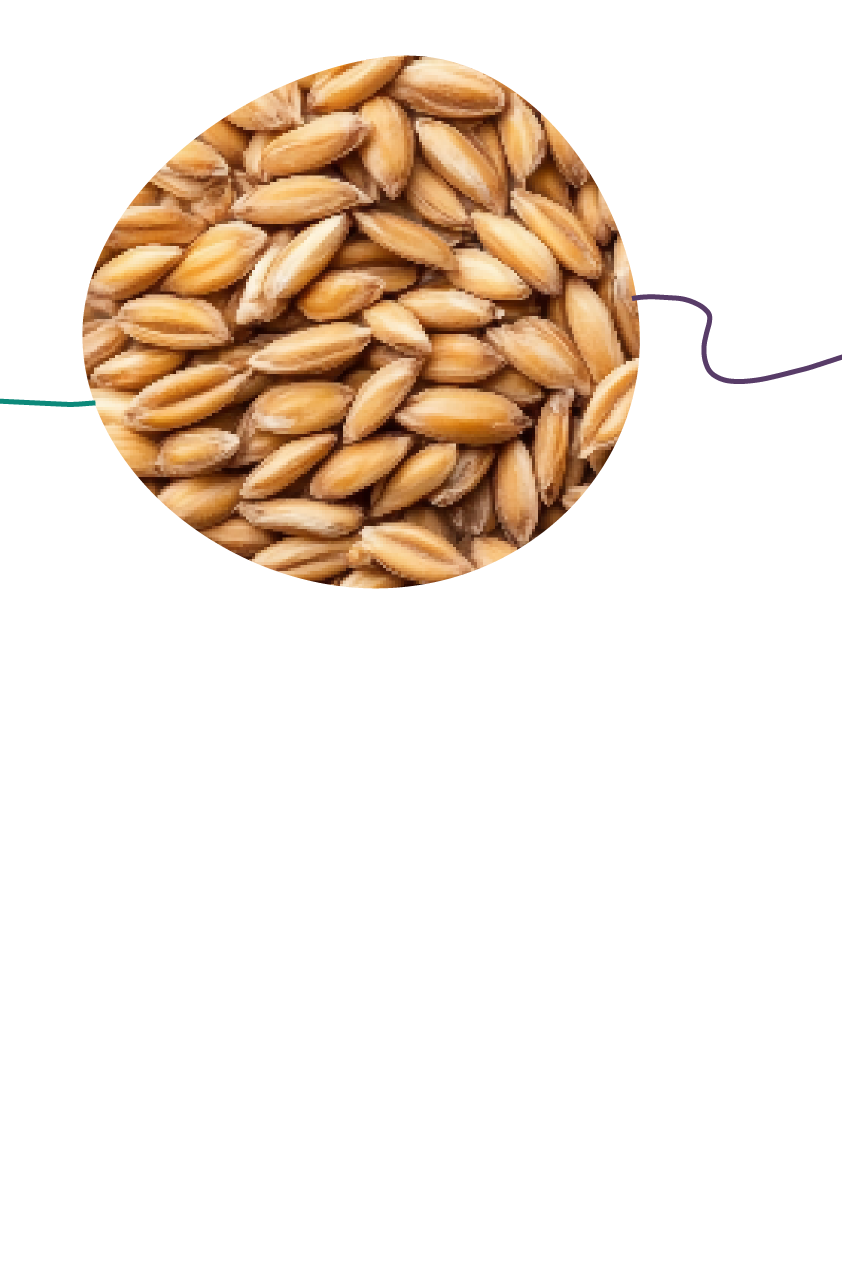 Golden Rye Grain