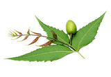 Revitalize Hair With Neem Leaf Extract