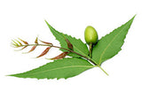 Neem Oil