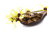 Witch Hazel: Harness The Natural Power For Healthy And Radiant Skin