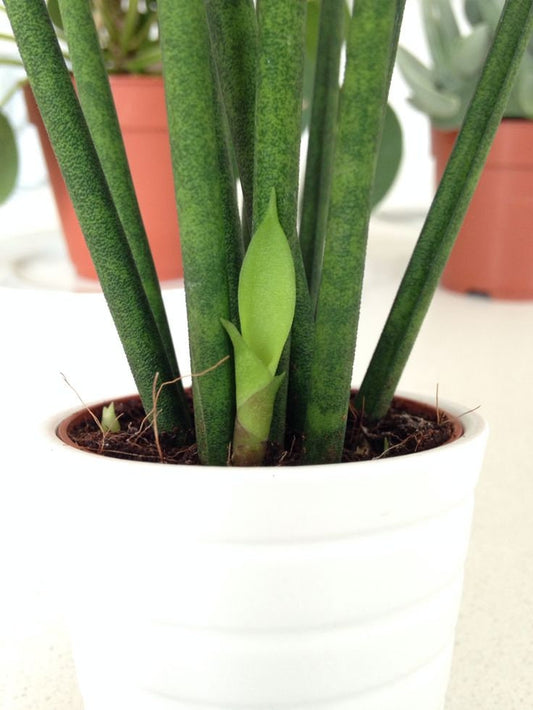 Peperomia scandens --Variegated Cupid Peperomia