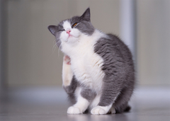 benefits of omega 3 for cats