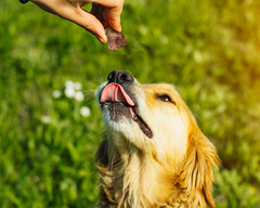 natural dog treats